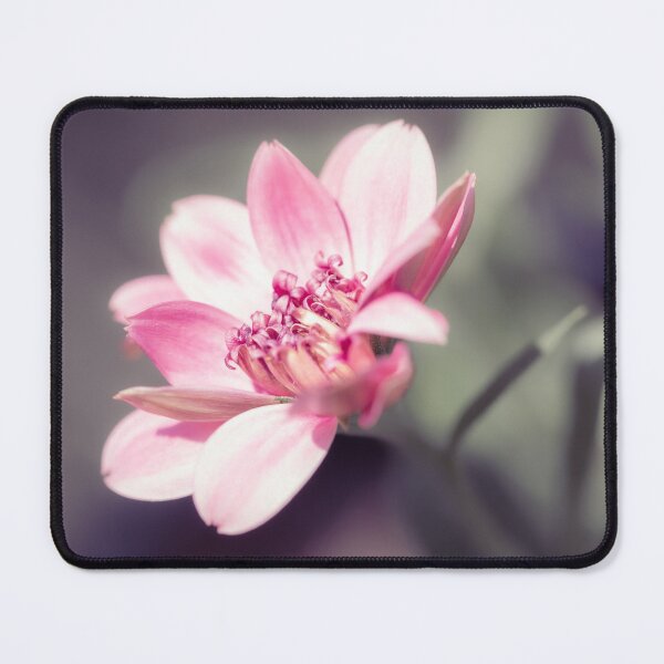Item preview, Osteospermum Margarita Flower designed and sold by Tanya C Smith.