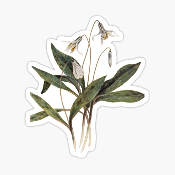 Item preview, Moonpetal Lily – Erythronium albidum designed and sold by Alder and Cedarwood.