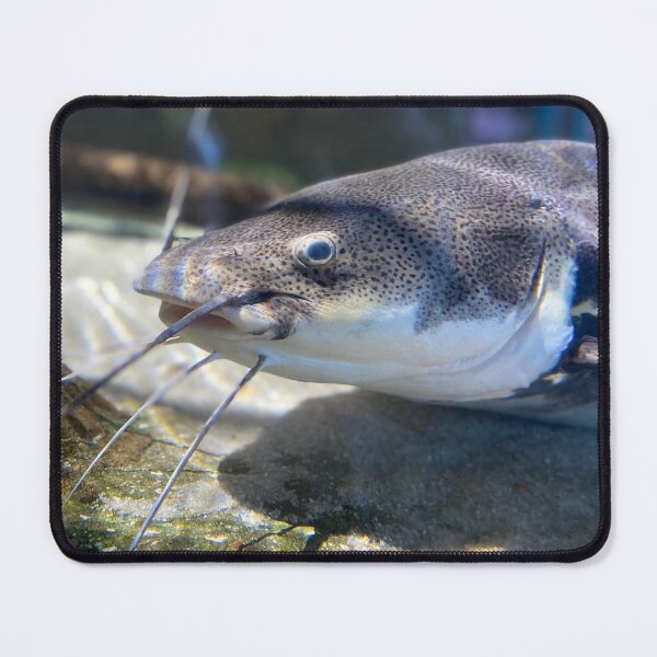 Item preview, Cat Fish designed and sold by Bee’s ART!.