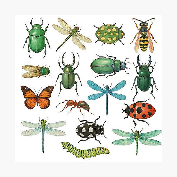 Item preview, Realistic Insects and Dragonflies Illustration Set designed and sold by ArtfulWeave.