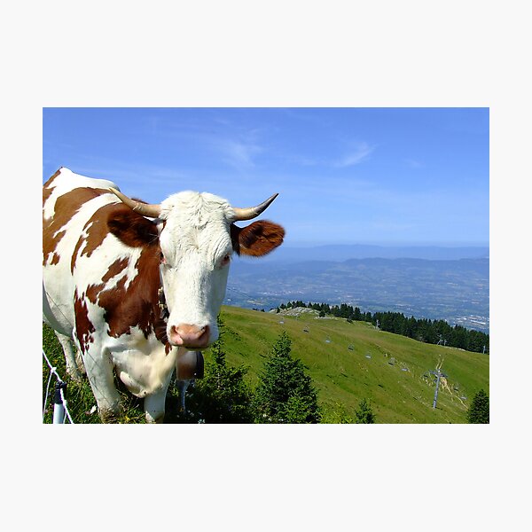 Item preview, Cow in mountain, semnoz, France designed and sold by KERES Jasminka.