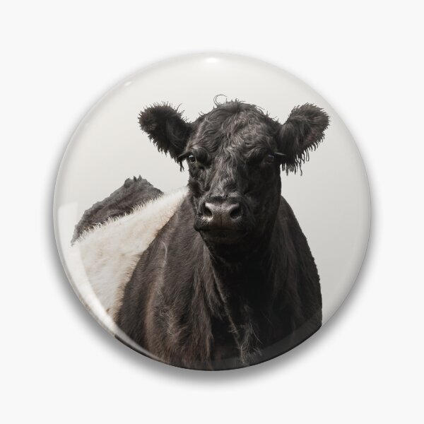 Item preview, Belted Galloway Cow designed and sold by Jane Stanley Photography.