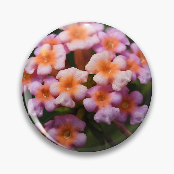 Item preview, Pink and orange lantanas in the light designed and sold by franck380.
