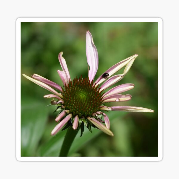 Item preview, Coneflower in Bloom designed and sold by fundingafuture.