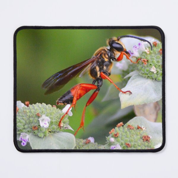 Item preview, Focused Forager designed and sold by fundingafuture.