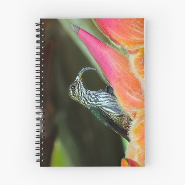 Item preview, White-tipped Sicklebill Hummingbird Costa Rica designed and sold by Clarkwurks Photography.