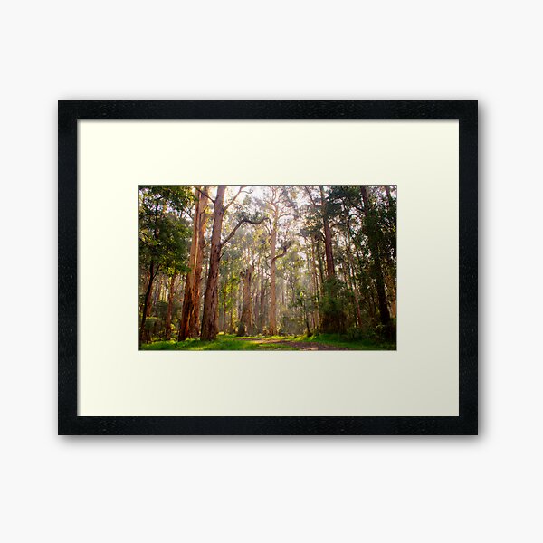 Item preview, Light shining through the trees at Olinda Falls designed and sold by Elana Bailey.