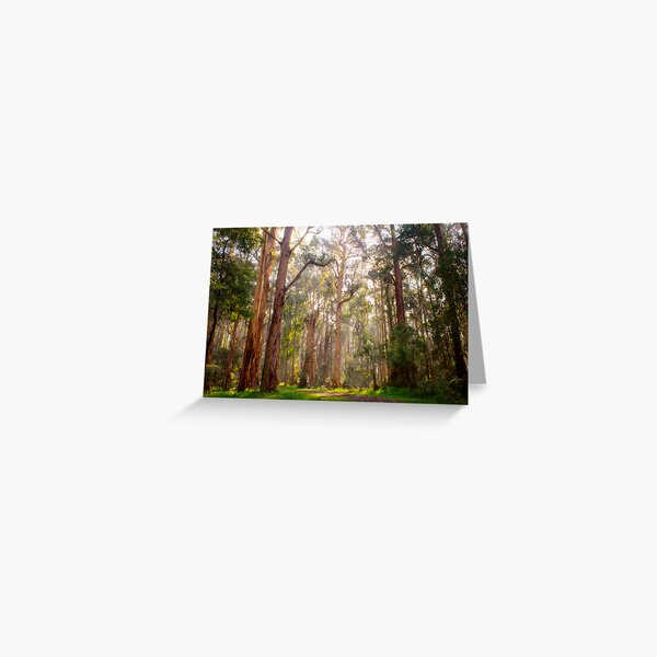 Item preview, Light shining through the trees at Olinda Falls designed and sold by Elana Bailey.