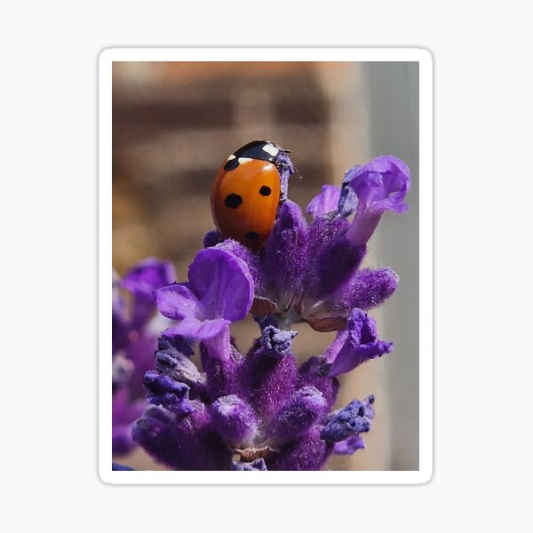 Item preview, Ladybird on lavender designed and sold by KaisPrints.