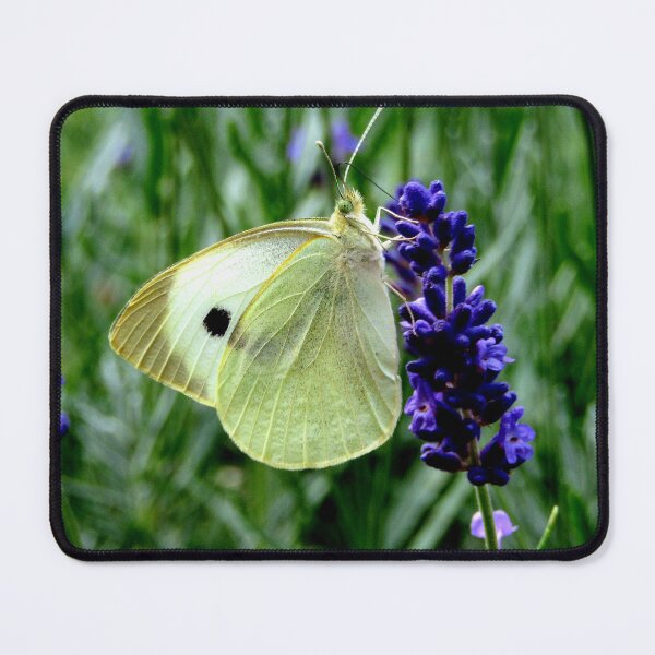Item preview, White butterfly on lavender designed and sold by KaisPrints.