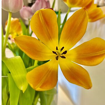 Artwork thumbnail, yellow tulip, beginning of springtimee by Elep-uwp