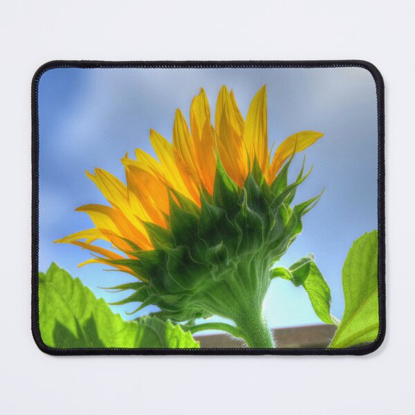 Item preview, Sunflower designed and sold by Frankie Cat Photography.
