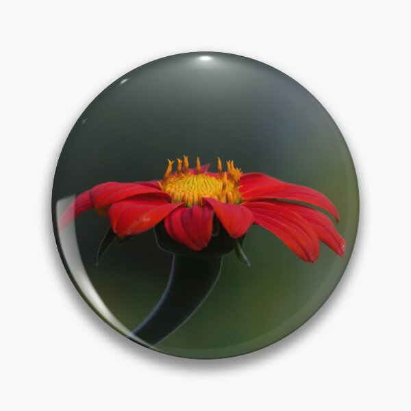 Artikelvorschau, Mexikanische Sonnenblume 8-13-24 entworfen und verkauft von Thomasyoung.