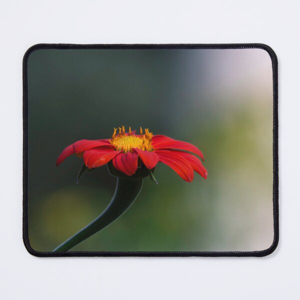 Item preview, Mexican Sunflower 8-13-24 designed and sold by Thomasyoung.