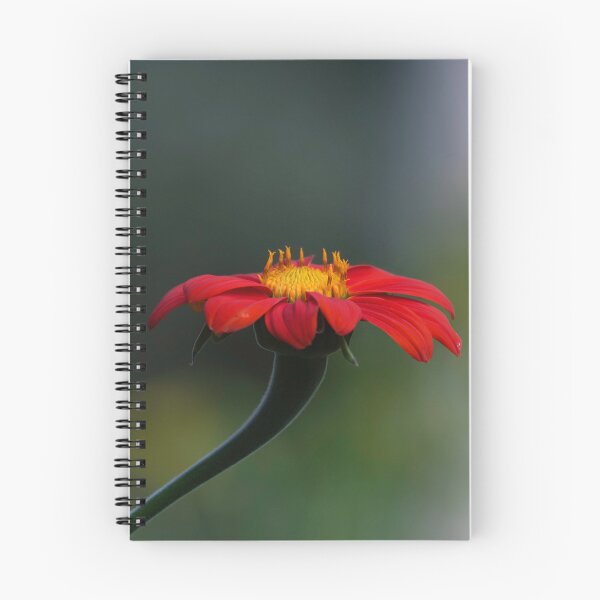 Artikelvorschau, Mexikanische Sonnenblume 8-13-24 entworfen und verkauft von Thomasyoung.