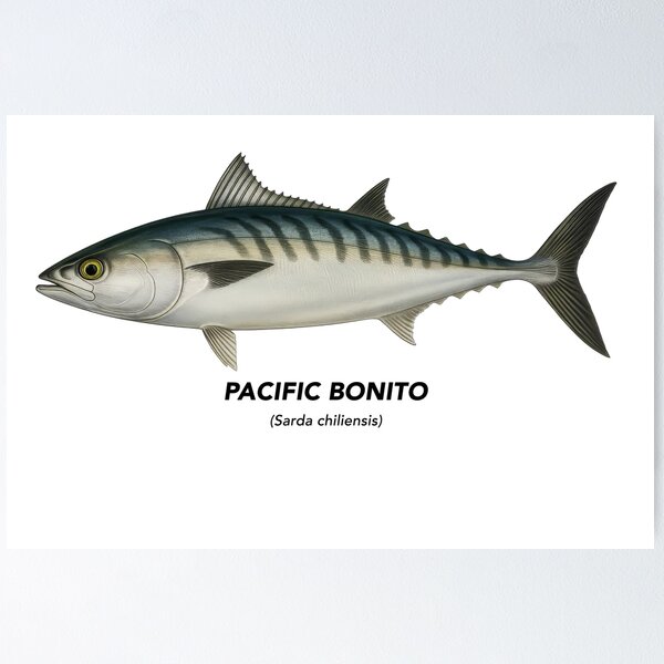 Item preview, Pacific Bonito – Marine Animals of California designed and sold by CaliforniaVibe.