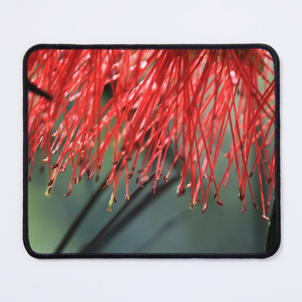 Item preview, Callistemon (Bottlebrush) designed and sold by Siene Browne.