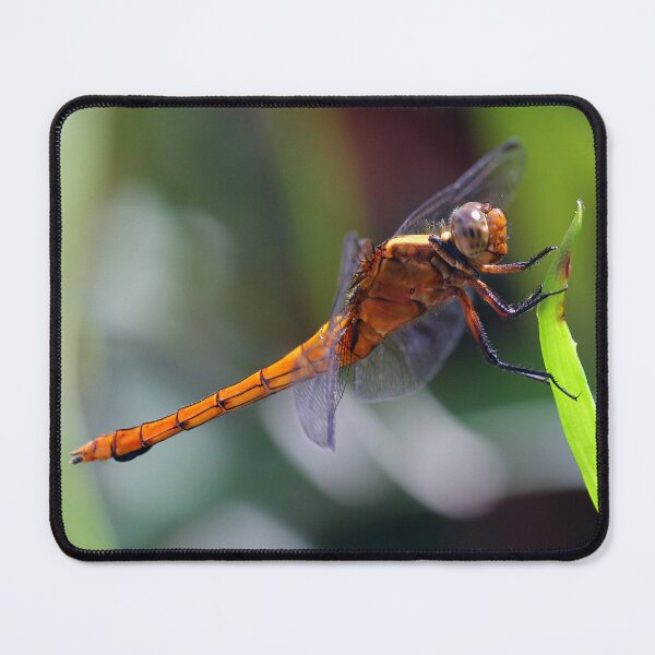 Item preview, Perched Fiery Skimmer Dragonfly designed and sold by Siene Browne.