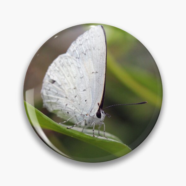 Item preview, Common Pencil-Blue Butterfly designed and sold by Siene Browne.