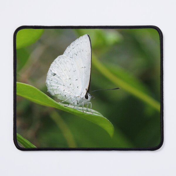 Item preview, Common Pencil-Blue Butterfly designed and sold by Siene Browne.
