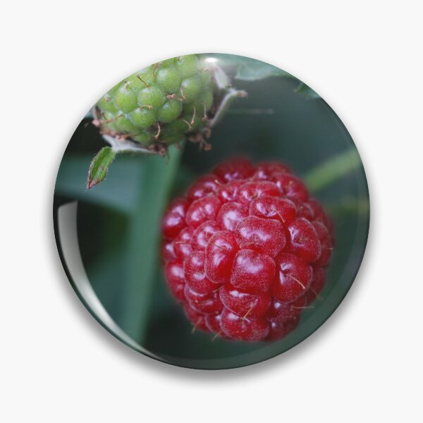Item preview, Ripening Boysenberries  designed and sold by Siene Browne.