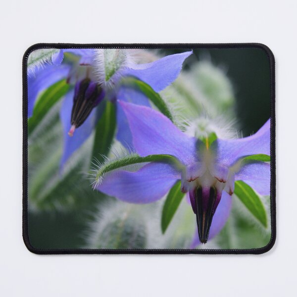 Item preview, Borage Flowers designed and sold by Siene Browne.