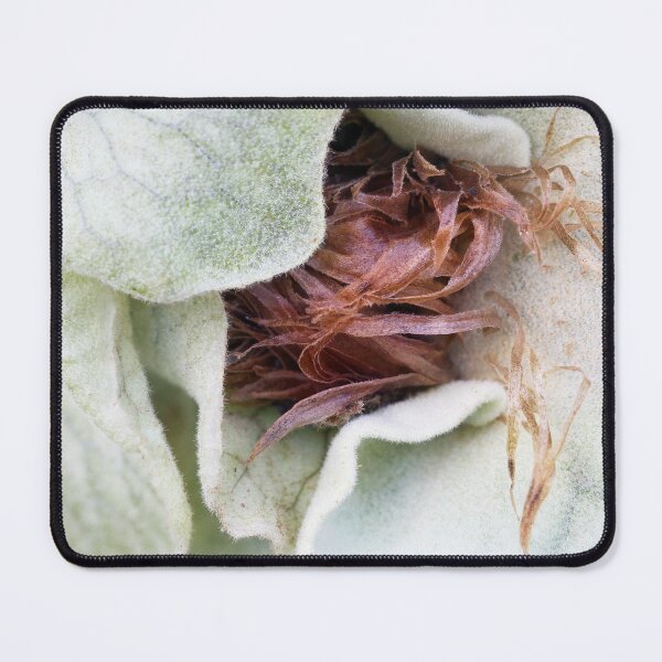 Item preview, Staghorn Fern designed and sold by Siene Browne.