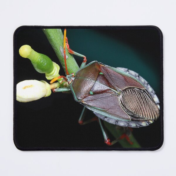 Item preview, Colourful Shield Bug designed and sold by Siene Browne.