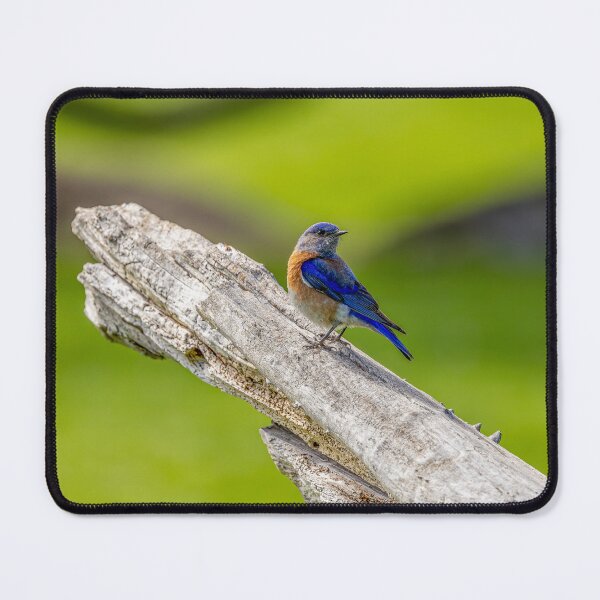 Item preview, Western Bluebird Out On A Limb designed and sold by PsychoAlien.com.