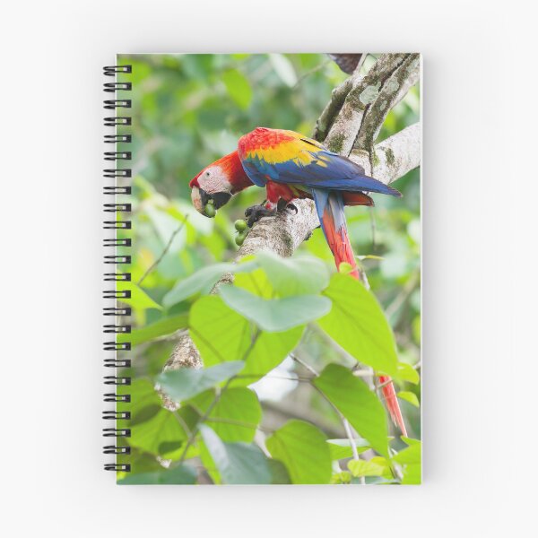 Item preview, Scarlet Macaw eating tropical fruit Costa Rica designed and sold by Clarkwurks Photography.