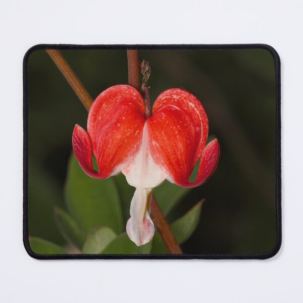 Item preview, Bleeding heart petal  designed and sold by Cblifeisgood.