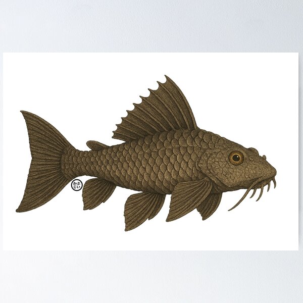 Item preview, Plecostomus - Vintage Japanese Inspired Art - Pleco Fish designed and sold by Kabuji Store.