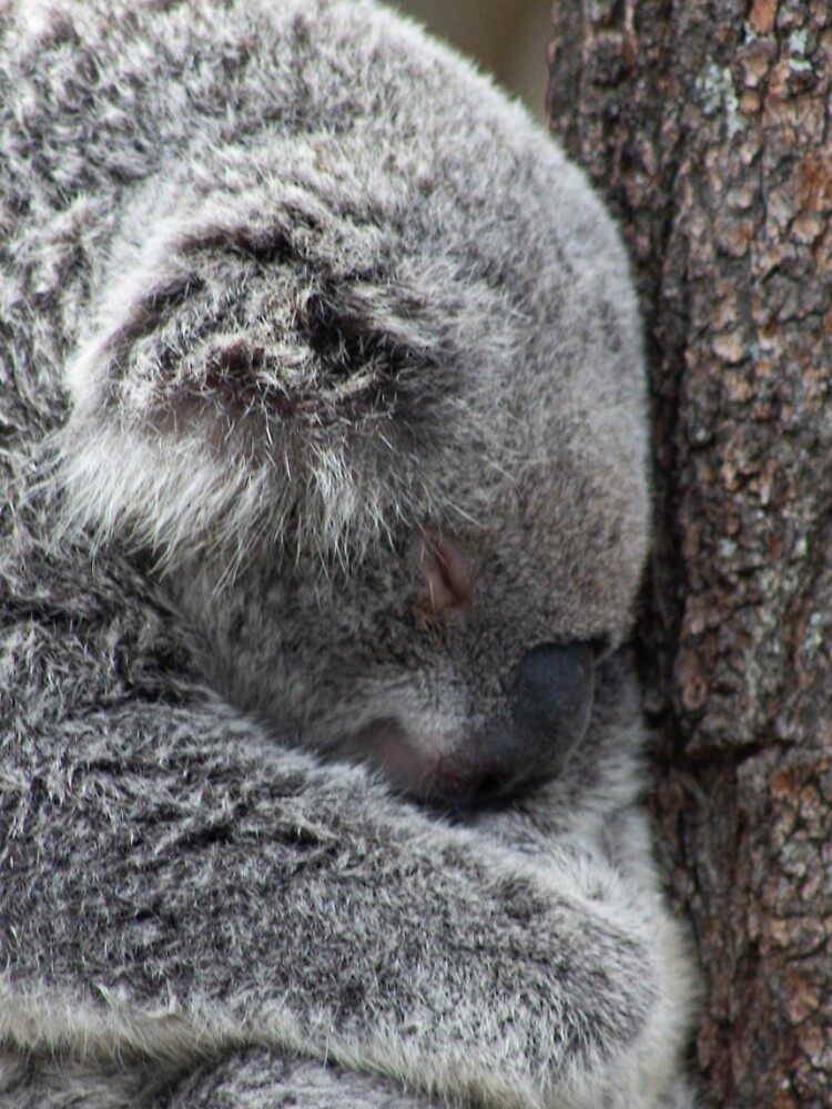 Thumbnail 5 of 5, iPhone Case, Koala designed and sold by RREID84.