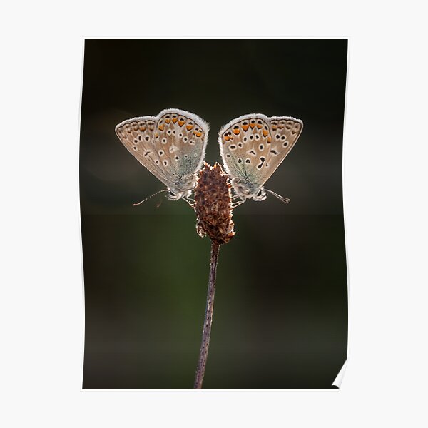 Pair of Common Blue Butterflies Poster