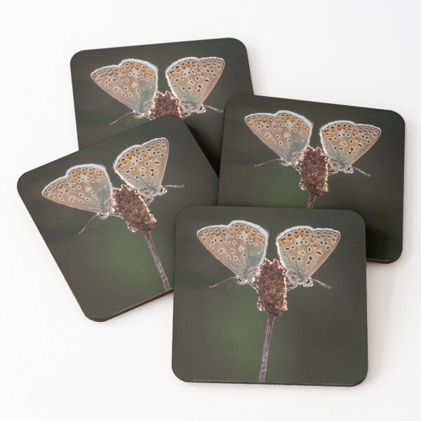 Item preview, Pair of Common Blue Butterflies designed and sold by Alec Stewart.