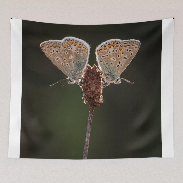 Item preview, Pair of Common Blue Butterflies designed and sold by Alec Stewart.
