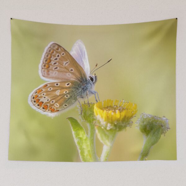 Item preview, Common Blue on Fleabane designed and sold by Alec Stewart.