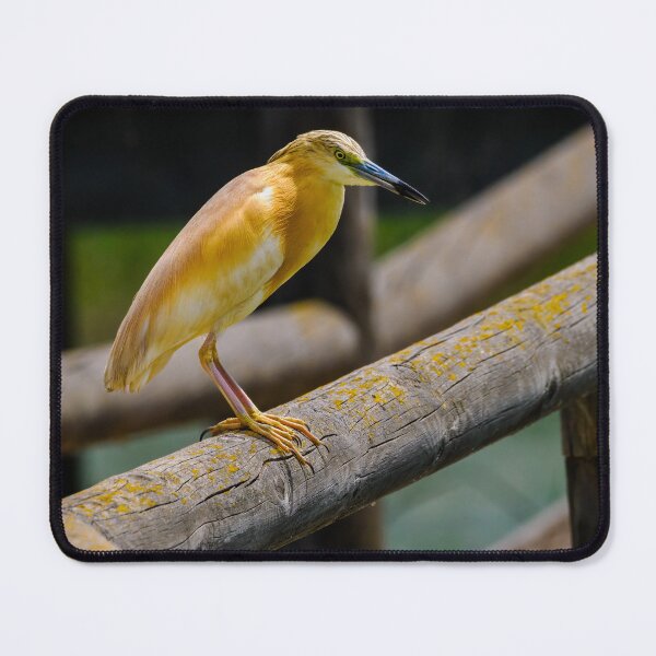 Item preview, Squacco Heron perch designed and sold by Ralph Goldsmith.