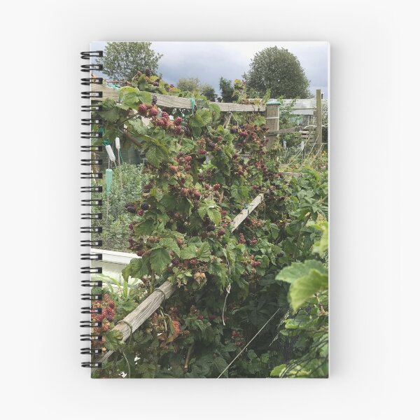 Item preview, Blackberries at Birkenshaw Allotments, 2025 designed and sold by paulfoy.