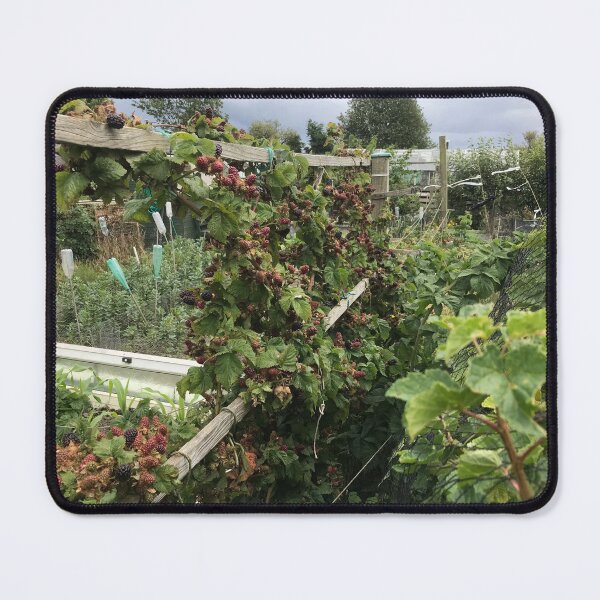 Item preview, Blackberries at Birkenshaw Allotments, 2025 designed and sold by paulfoy.