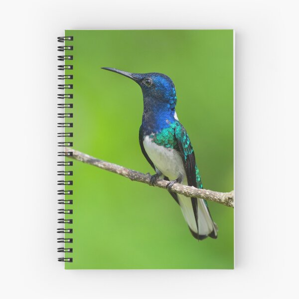 Item preview, White-necked Jacobin Hummingbird Costa Rica designed and sold by Clarkwurks Photography.