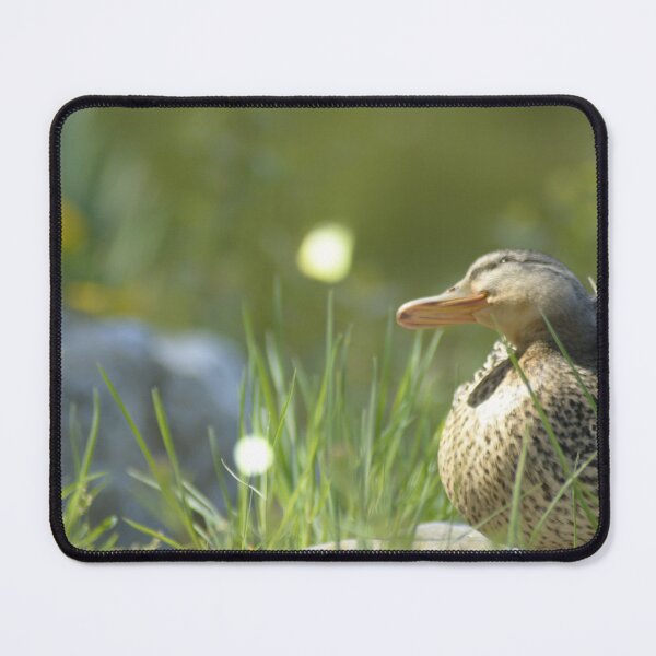 Item preview, duck is sitting in the sun designed and sold by mhue0305.
