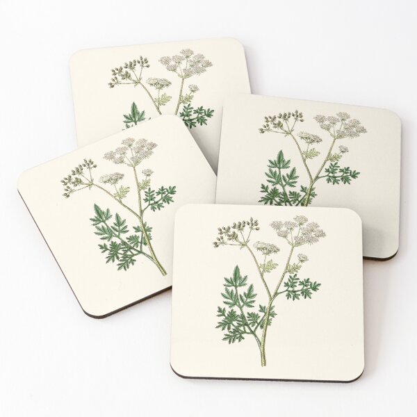 Item preview, Poison Hemlock - Conium Maculatum, Vintage Botanical Illustration, Solanaceae Poison, Witches Herbs designed and sold by Larkwort.