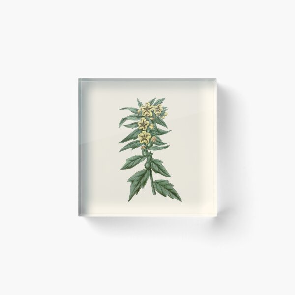 Item preview, Henbane - Hyoscyamus Niger, Vintage Botanical Illustration, Solanaceae Poison, Witches Herbs designed and sold by Larkwort.
