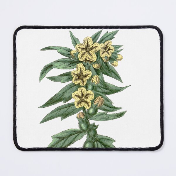 Item preview, Henbane - Hyoscyamus Niger, Vintage Botanical Illustration, Solanaceae Poison, Witches Herbs designed and sold by Larkwort.