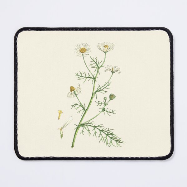 Item preview, Chamomile, Chamaemelum nobile - Culinary Botanical Illustration, Herbalist Magick, Witches Herbs  designed and sold by Larkwort.