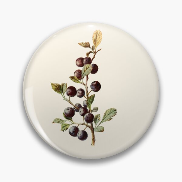 Item preview, Blackthorn - Vintage Sloe Illustration, Antique Botanical, Culinary Foraging, Witches Herbs designed and sold by Larkwort.