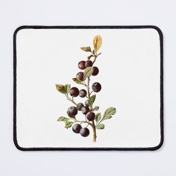 Item preview, Blackthorn - Vintage Sloe Illustration, Antique Botanical, Culinary Foraging, Witches Herbs designed and sold by Larkwort.