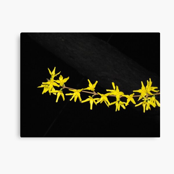 Forsthyia by Night Canvas Print
