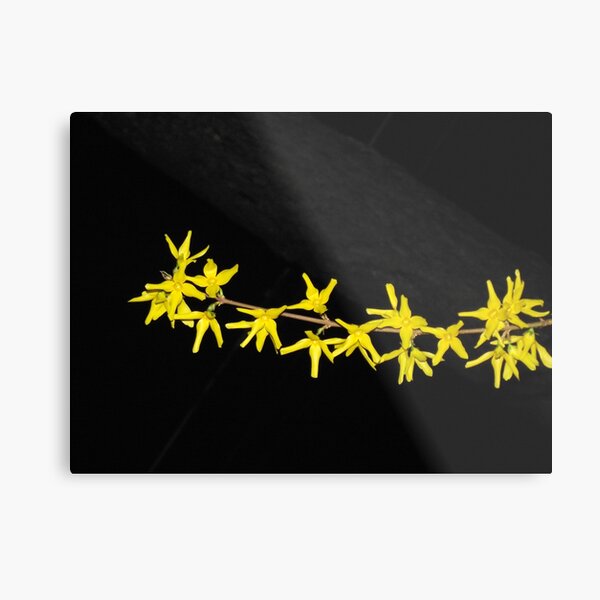 Forsthyia by Night Metal Print